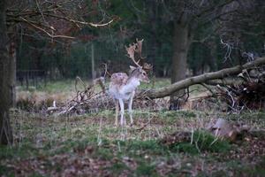 en se av några träda rådjur i de shropshire landsbygden foto