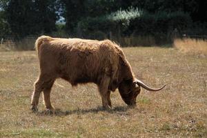 en se av en högland ko foto