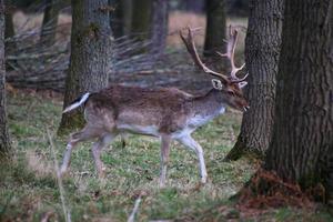 en se av några träda rådjur i de shropshire landsbygden foto