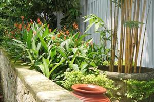 färsk heliconia växter i de främre trädgård i de morgon- foto