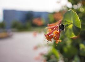 bombus rengöring lonicera caprifolium blomma. bokeh fläck bakgrund, kopia Plats. selektiv fokus foto