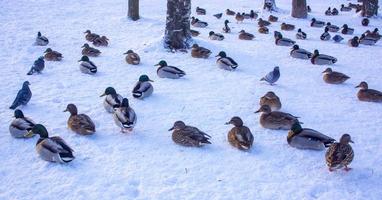 flock av ankor på is foto