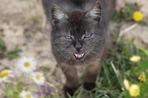 rolig gammal gata katt på de gräs. foto