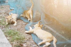 söt orange kattunge randig katt njut av och koppla av på blå netto i trädgård med naturlig solljus foto