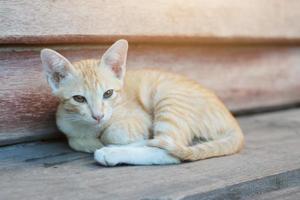 kattunge orange randig katt sovande och koppla av på trä- terrass med naturlig solljus foto