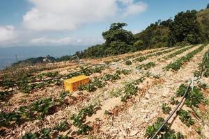 vatten tillförsel systemet i jordgubb bruka och växt barnkammare i växthus på de berg på nordlig i thailand foto