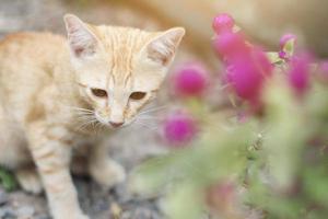 söt orange kattunge randig katt njut av och koppla av med klot amarant blommor i trädgård med naturlig solljus foto