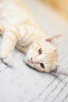 kattunge orange randig katt sovande och koppla av på betong golv med naturlig solljus foto
