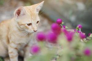 söt orange kattunge randig katt njut av och koppla av med klot amarant blommor i trädgård med naturlig solljus foto