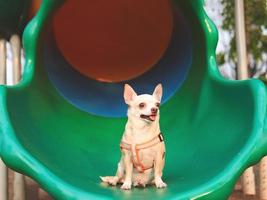brun chihuahua hund Sammanträde på lekplats Utrustning och leende. foto