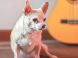 brun chihuahua hund Sammanträde i mörk rum med akustisk gitarr. foto