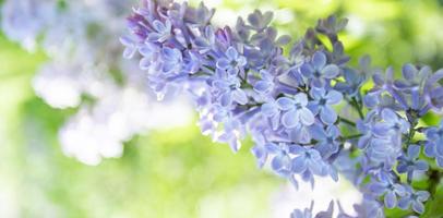 vår lila träd blommor på suddig färsk grönska bakgrund stänga upp. baner med kopia Plats. foto