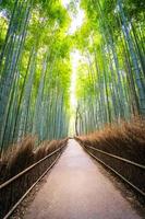 bambulund på arashiyama, kyoto foto