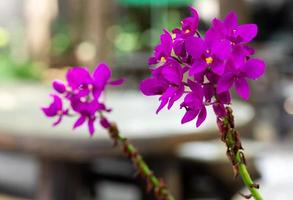 lila spathoglottis plicata orkidéer blomma foto