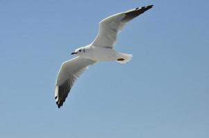 seagulls på de hav izmir foto