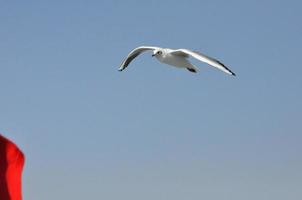 seagulls på de hav izmir foto