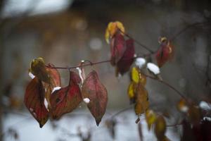 höst löv i snö. löv i natur. skön höst väder. foto