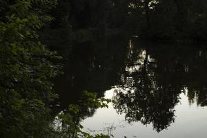 fläkt på damm i parkera. skog reflexion i vatten. sjö efter solnedgång. foto