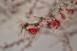 skön buske med röd frukt täckt med vit frost foto