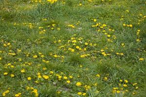 gräs och gul vår blomma foto