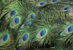 färgrik bakgrund bestående av påfågel fjädrar, foto
