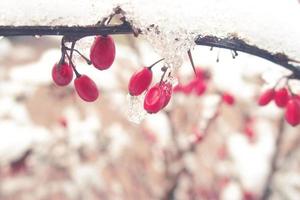 röd berberis frukt täckt med vinter- is foto