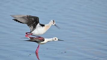 parning med nubtial dans allmänning stylta himantopus himantopus är en vadare den där bebor sötvatten områden och våtmarker i Europa, Asien och afrika. foto