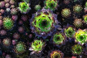 naturlig bakgrund av suckulenter för gräsmatta, utomhus- växter. en mönster av grön blommor av eonium, Haworthia foto