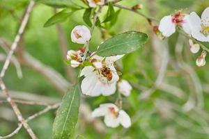 mandel blommor närbild. blommande grenar av ett mandel träd i ett fruktträdgård. de bi samlar nektar och pollinerar blommande träd tidigt vår foto