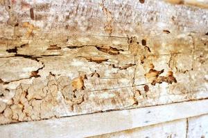 termiter äta trä flik ytor med sprickor och hål, den textur av de vägg av ett gammal hus tillverkad av trä- styrelser är bärs förbi termiter. foto