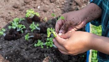 närbild jordbrukare kvinna hand plantering gro med de grön sallad i bördig jord. foto