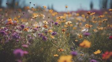 fält av lila och gul blommor foto