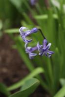 en kaktus blomma belägen i en trädgård med några detaljer foto