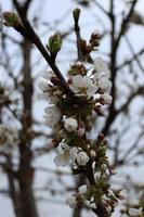 de tråd av en körsbär blomstrande foto