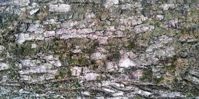 de textur av de träd bark. mossa på en träd trunk. natur textur bakgrund. foto