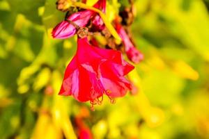 bakgrund med blommor foto