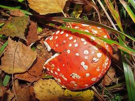 röd amanita bland fallen löv foto