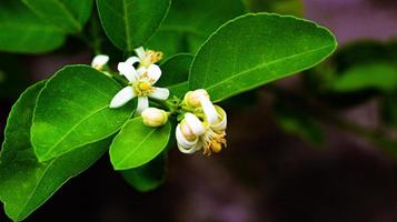 grön citron- blomma foto