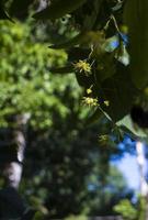 tilia, lind träd, basswood eller kalk träd med oblåst blomma. tilia träd är gående till blomma. en bi samlas limefärgad honung foto