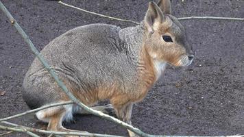 patagoniska mara, dolichotis patagonum, Sammanträde och vilar, tittar på för fara foto