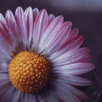 vacker daisy blomma i trädgården på våren foto