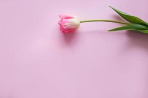 rosa tulpan blomma är anordnad på en rosa bakgrund. de se från de topp, platt säng. de begrepp av minimalism. tömma Plats för de text. vår begrepp. kvinnors dag. mors dag. foto
