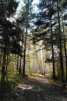 kväll Sol i de tall skog, skön landskap foto