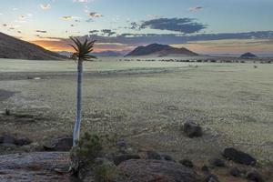 stor aloe på solnedgång i namib öken- foto