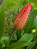 grön växter i sommar. blommor i de trädgård. bakgrund tapet. foto