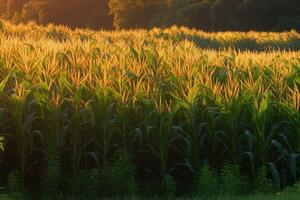 majs fält i de morgon- Sol. jordbruk med naturlig ekologisk grönsaker. ai genererad. foto