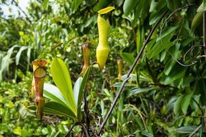 trois fri natur spår, tillbringare växter längs de spår växande på stenar, mahe Seychellerna foto