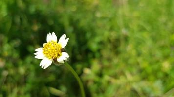 olika tropisk blommig och tropisk växter foto