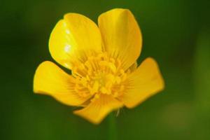 olika tropisk blommig och tropisk växter foto