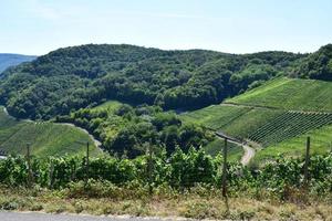 grön ahr dal vingårdar i sommar foto